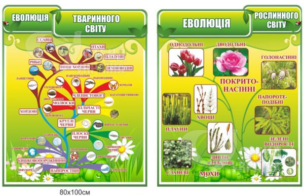 Еволюція тваринного та рослинного світу