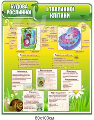 Будова рослинної та тваринної клітин