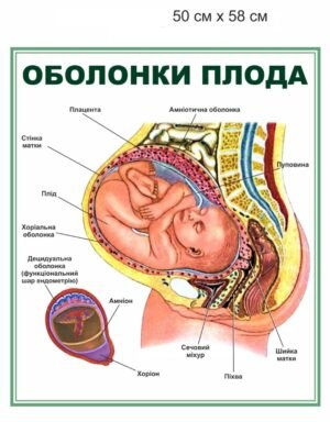 Стенд “Оболонки плода”