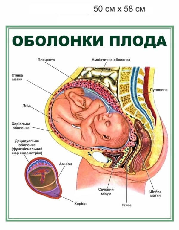 Стенд “Оболонки плода”