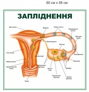 Стенд “Запліднення”