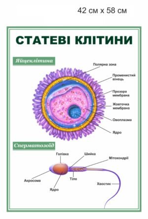 Стенд “Статеві клітини”
