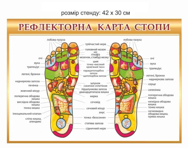 Стенд “Рефлекторна карта стопи”
