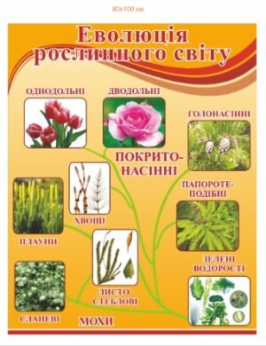 Стенд “Еволюція рослинного світу”