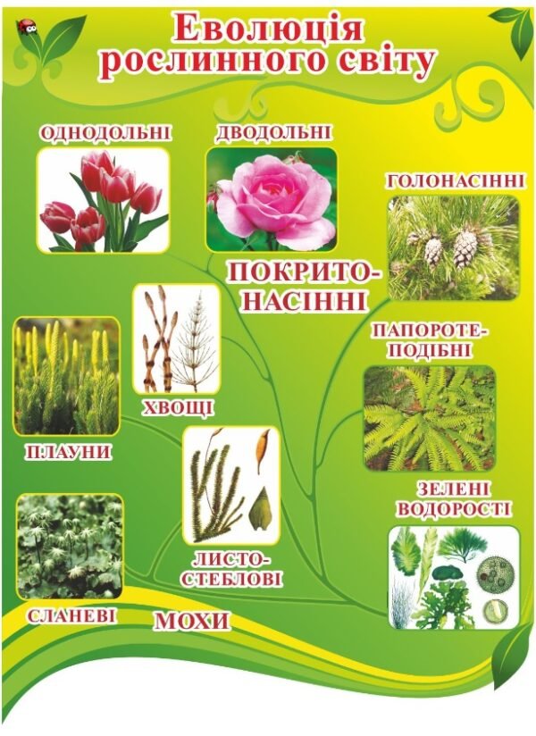 Еволюція рослинного світу – стенд