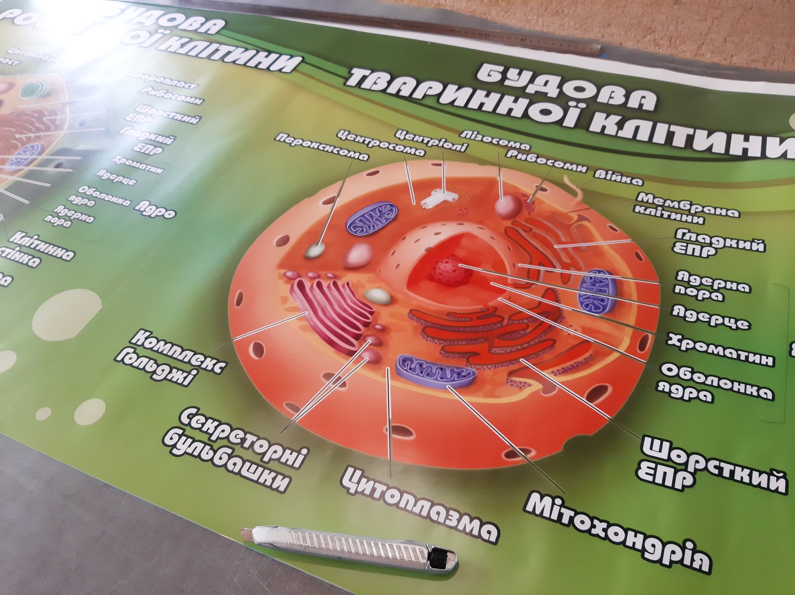 Купити плакати для школи