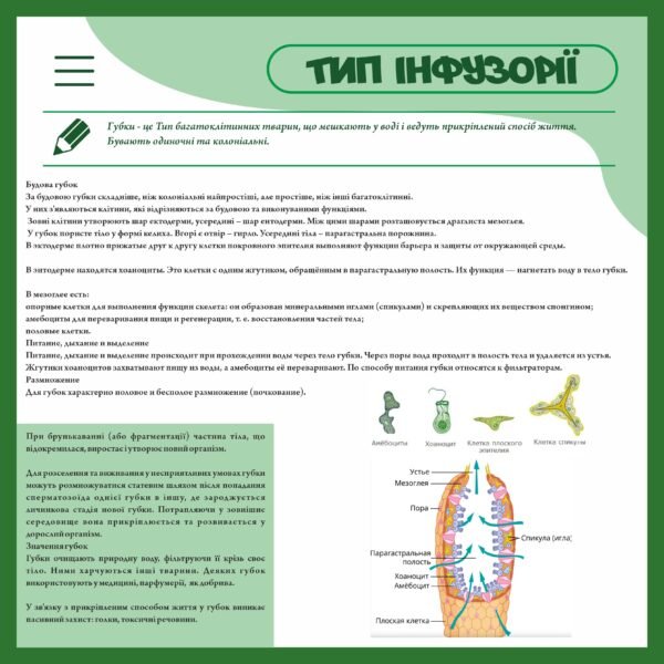 Стенд для кабінету біології “Тип інфузорії”