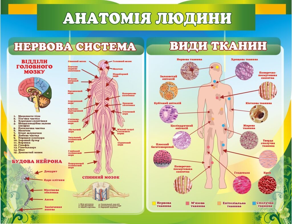 Стенд з біології "Анатомія людини"