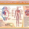 Комплект стендів з анатомії 15568