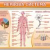 Комплект стендів з анатомії 15569