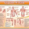 Комплект стендів з анатомії 15570