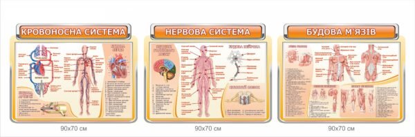 Комплект стендів з анатомії