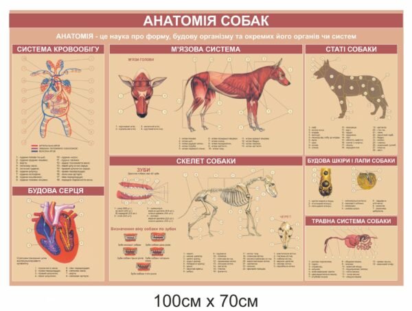 Стенд “Анатомія собак”