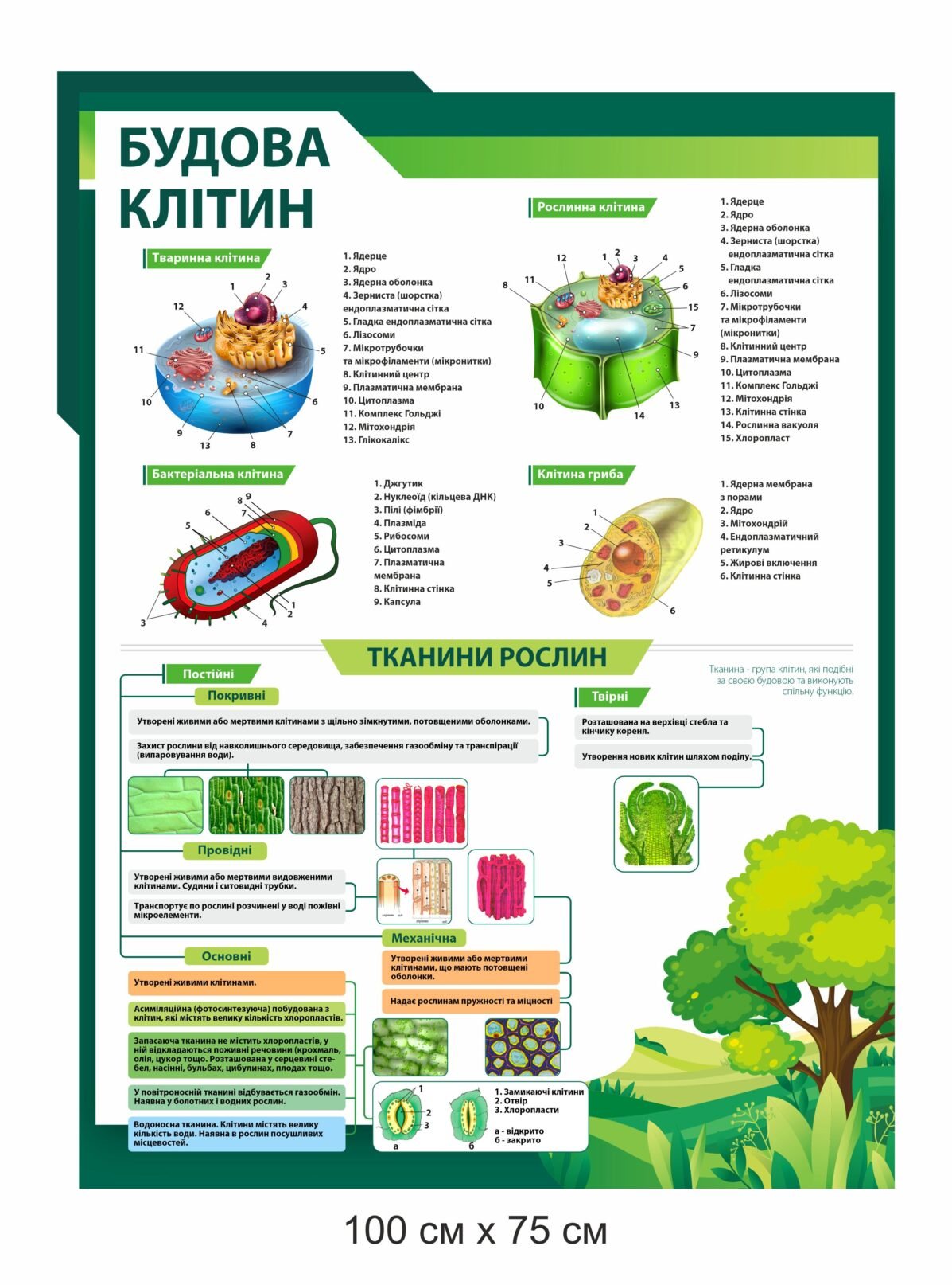 Стенд з біології "Будова клітин"