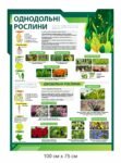 Однодольні та дводольні рослини