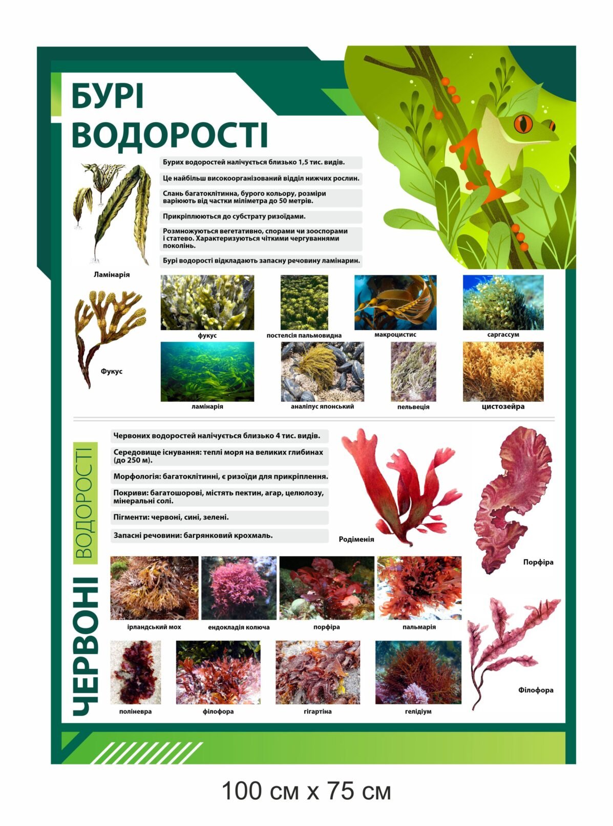 Стенд "Бурі та червоні водорості"