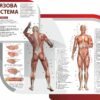 Стенди з анатомії людини 17028